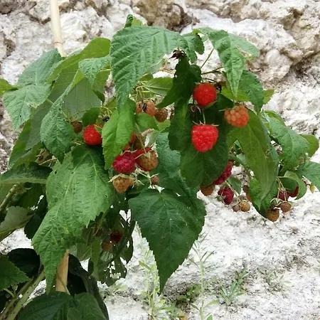 Ferienhaus Casa Immersa Nel Verde Torricella Peligna